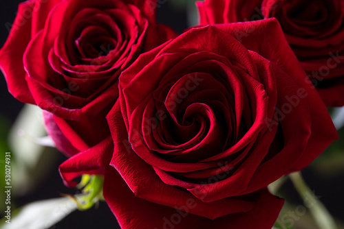 Bouquet of red roses on a black background. Vertical floral background for photo wallpaper  screen saver  banner. High quality photo The soft focus of the photo is not in sharpness.