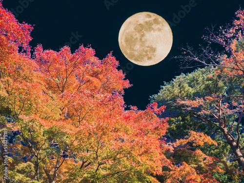 秋イメージ　紅葉と満月