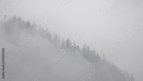 Trees on a hill in fog mist