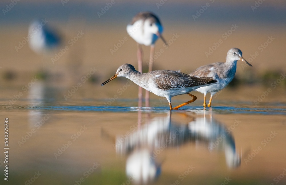 Common Redshank (Tringa totanus ) is breeds in freshwater edge grasslands, wetland meadows, pastures, and coastal marshes. It is found in the muddy shores of wetlands and lagoons in winter. Common Redshank (Tringa totanus ) is breeds in freshwater edge grasslands, wetland meadows, pastures, and coastal marshes. It is found in the muddy shores of wetlands and lagoons in winter.
