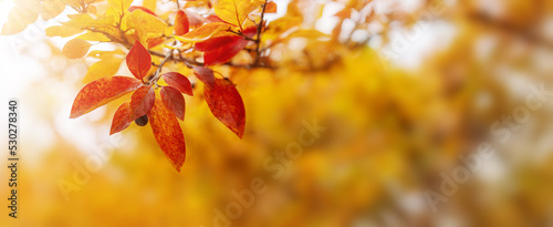 Close-up view of the branch with colourful leaves in autumnal park photo