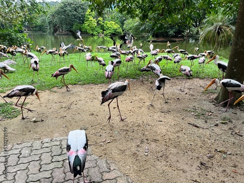 Wallpaper Mural group of flamingos Torontodigital.ca