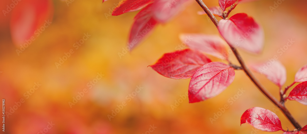 Close-up view of the branch with colourful leaves in autumnal park Close-up view of the branch with colourful leaves in autumnal park