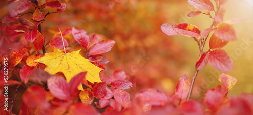 Close-up view of the lonely maple leaf on the branch with colourful leaves in autumnal park