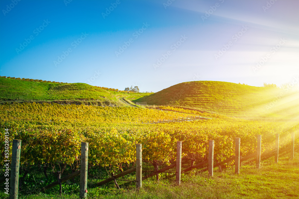 Setting sun shining over autumn vineyeard during golden hour sunset. Green rolling hills behind rows of grapevines at Hawke's Bay, New Zealand
