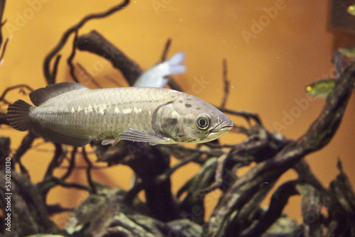 The Nile heterosis or simply heterotis Heterotis niloticus is a tropical freshwater ray - finned fish from the Aravan family