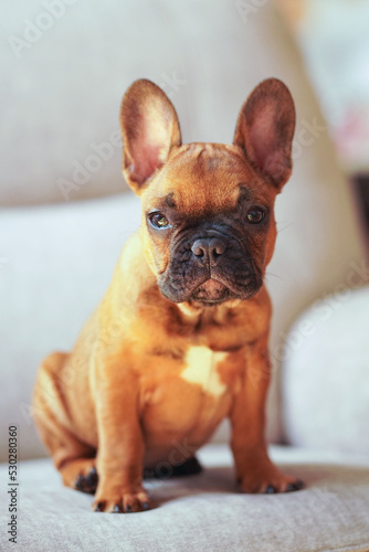  French bulldog puppy portrait, looking at camera. © Irene
