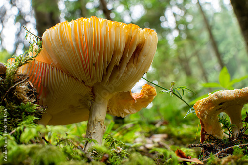mushroom in the forest