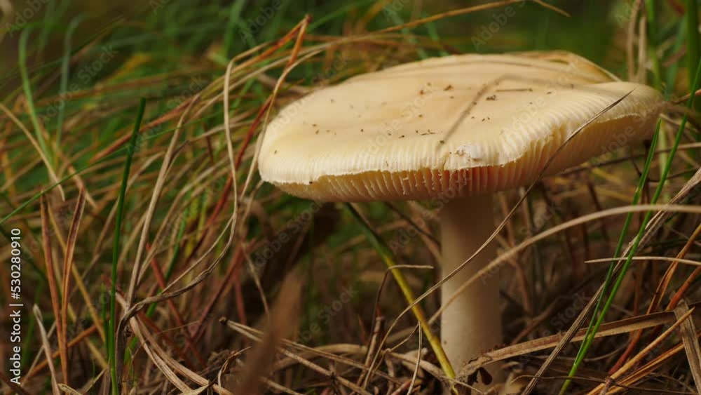 Forest inedible mushroom growing in litter grass ground. Autumn season Forest inedible mushroom growing in litter grass ground. Autumn season