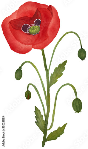 poppy flower frame