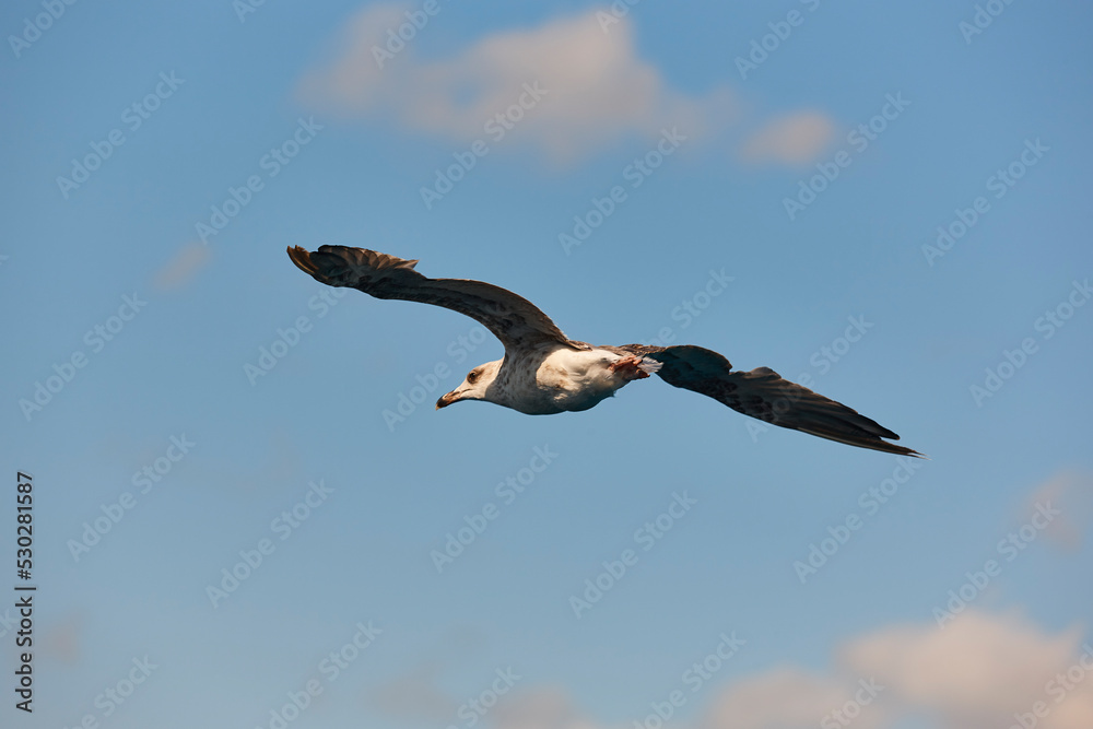 Seagull with spread wings flying over a blue sky. Birdwatching. Ornithology Seagull with spread wings flying over a blue sky. Birdwatching. Ornithology