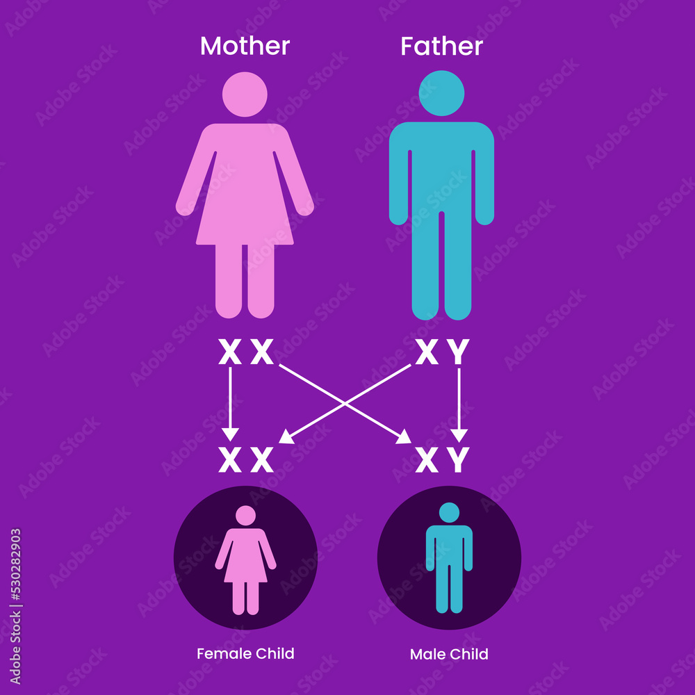 Sex Determination In Humans X And Y Chromosome Genetic Inheritance