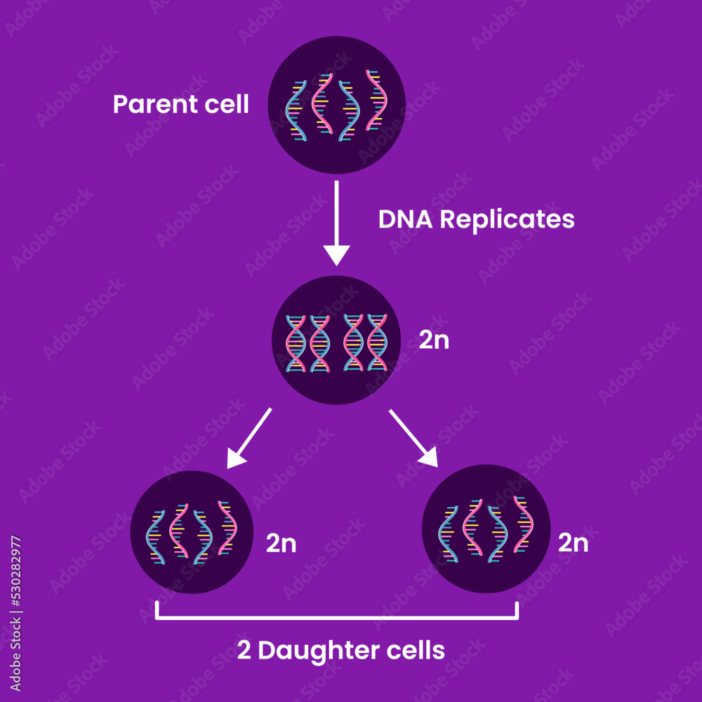 Diagram of Mitosis. Process cell division. Medical infographic design ... Biology Diagrams