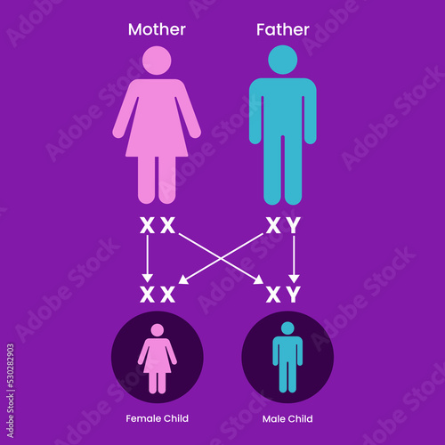 Sex Determination in Humans. X and Y chromosome. genetic inheritance. Vector Illustration.