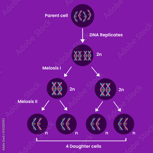 Diagram of Meiosis. Process cell division. Medical infographic design. vector illustration. photo