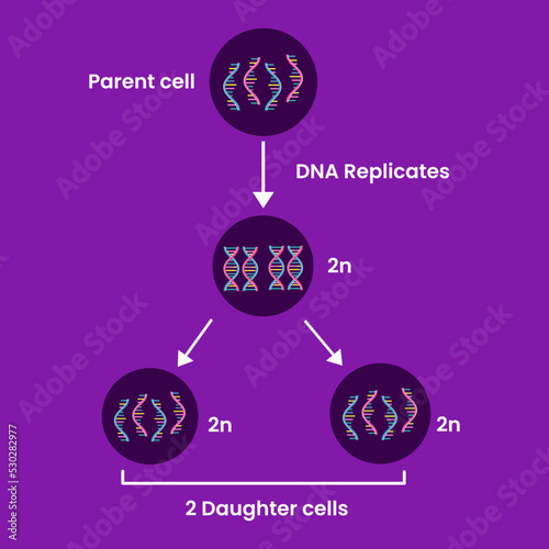 Diagram of Mitosis. Process cell division. Medical infographic design. vector illustration.