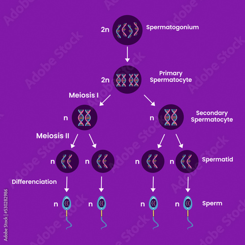 Structure of Spermatogenesis and cell division. human reproductive system. Medical infographic design. vector illustration. photo