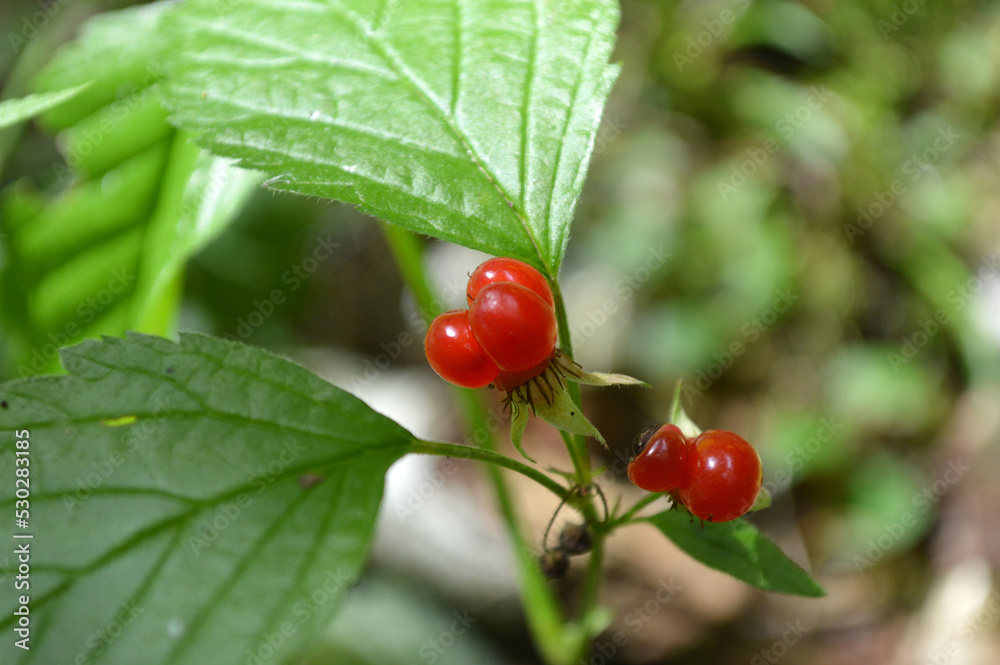 Closeup of a branch of red stone berries