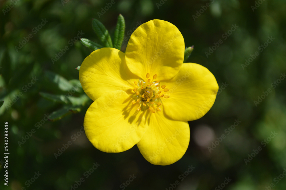 Macro of a bright yellow inquefoil flower with green background Macro of a bright yellow inquefoil flower with green background