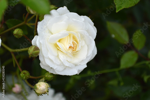 Closeup of a white rose with green leaves