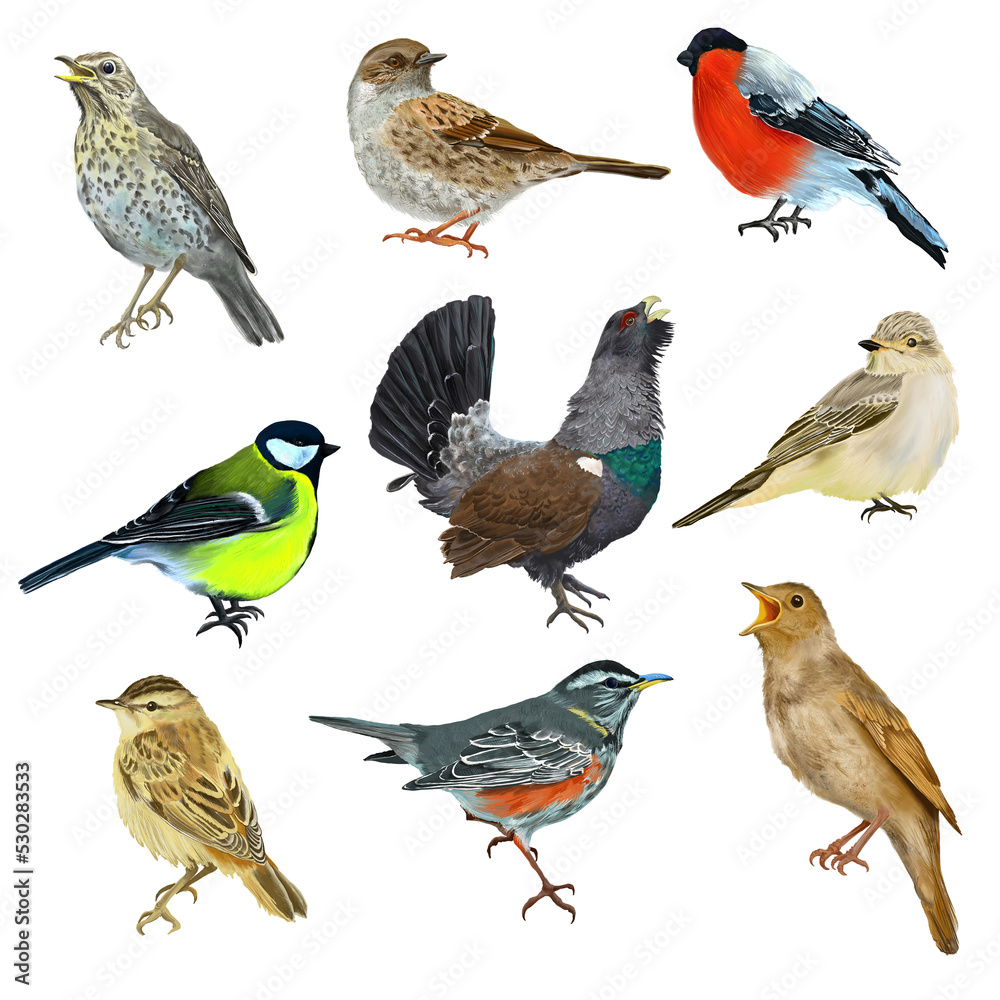 Fototapeta premium Digital set with colorful forest birds. With transparent layer.