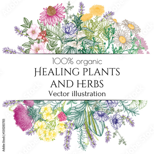 Vector frame of medicinal herbs. Linear chamomile, chicory, clover, lavender, plantain, valerian, echinacea, rosehip, coltsfoot, ginkgo, burdock, rosemary, nettle, St. John's wort