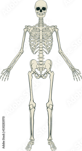 Human Skeleton Graphic