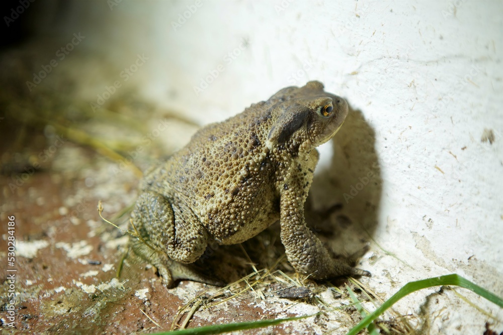 The toad is sitting on the surface. The study of amphibian animals. Fauna and zoology. The toad is sitting on the surface. The study of amphibian animals. Fauna and zoology.