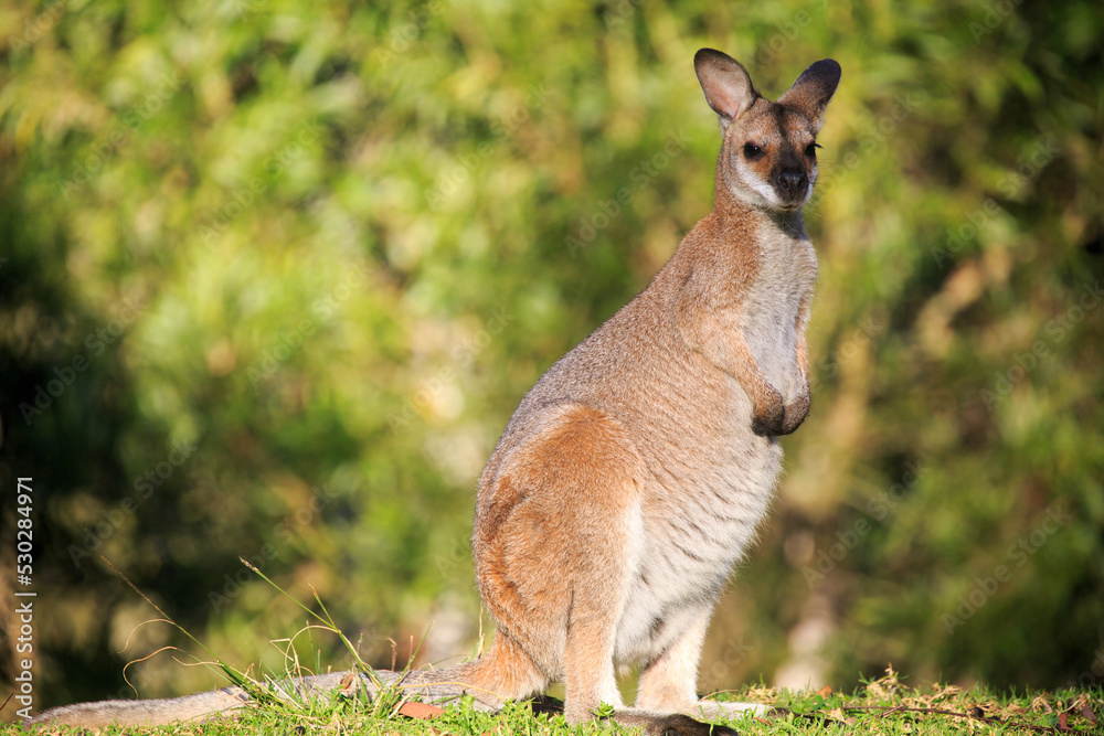 wallaby wallaby