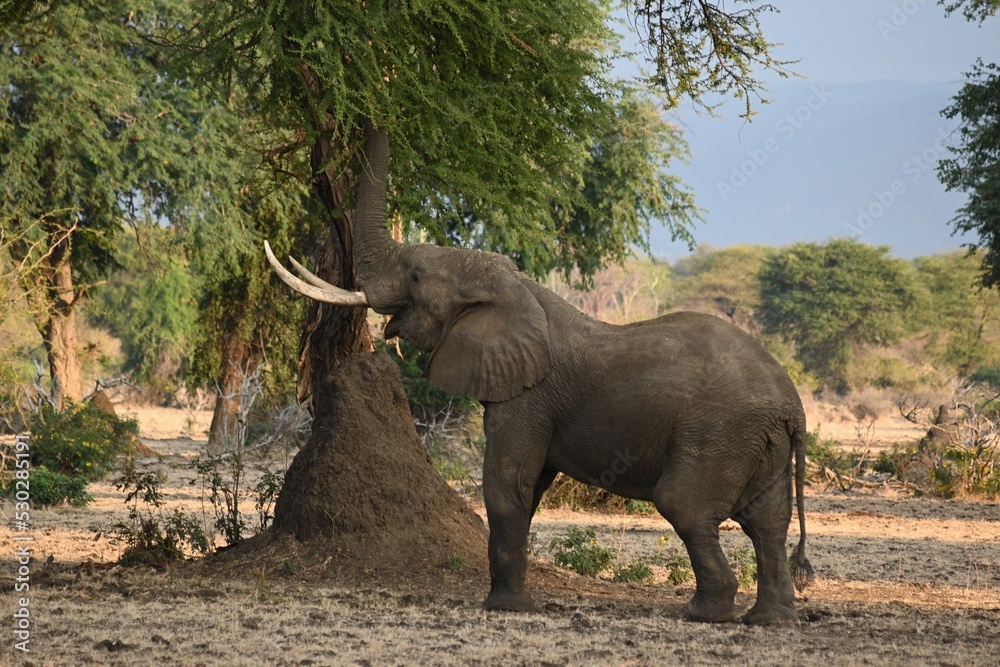 Fototapeta premium Elephant eating from tree