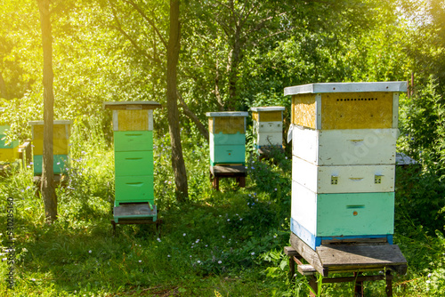 Hives of bees in the apiary at sunny summer day on nature. Apiculture concept. photo