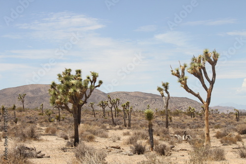 parc national Californie cactus Joshua tree