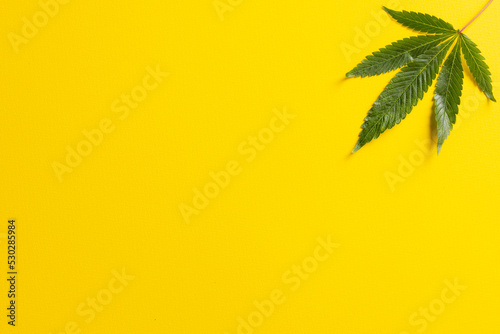 Image of marihuana leaf lying on white background