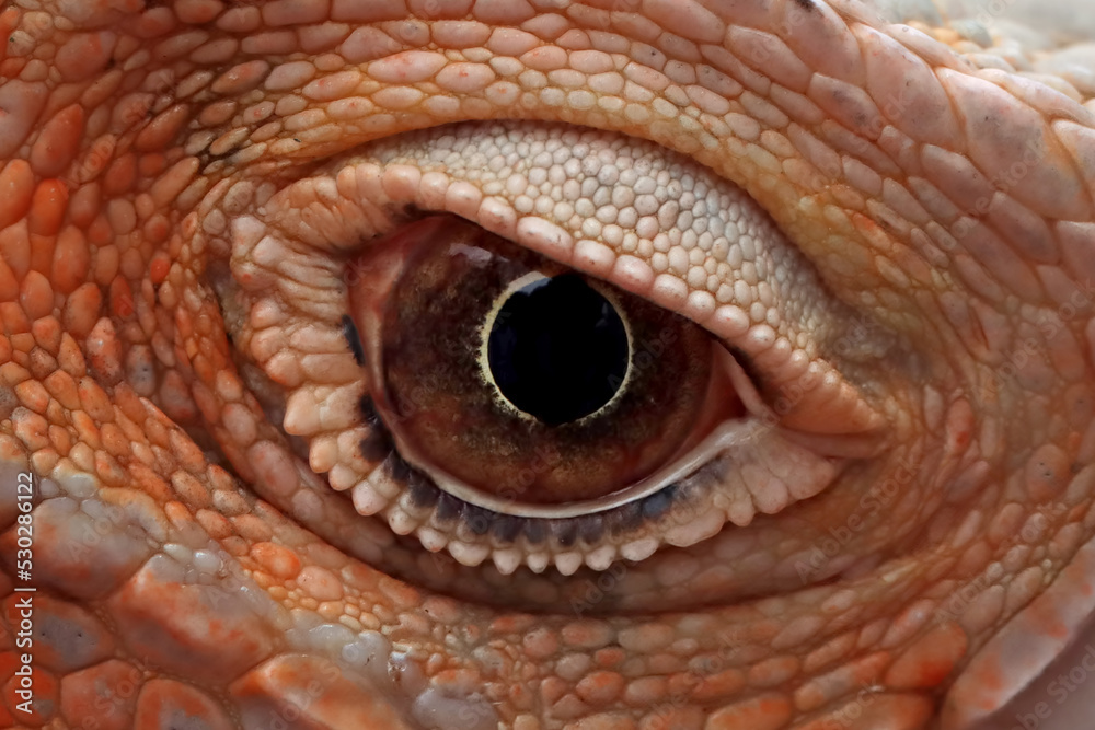 Fototapeta premium Beautiful red iguana closeup eyes, eyes closeup red iguana