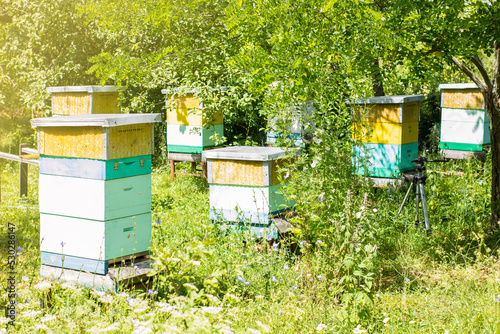 Hives of bees in the apiary at sunny summer day on nature. Apiculture concept. © Aleksei