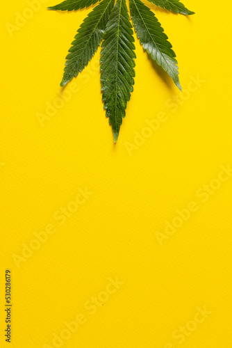 Vertical image of marihuana leaf lying on white background