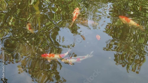 Footage of Fancy Carp swimming in a pond. Fancy Carps Fish or Koi Swim in Pond. Water is black and reflection of light.