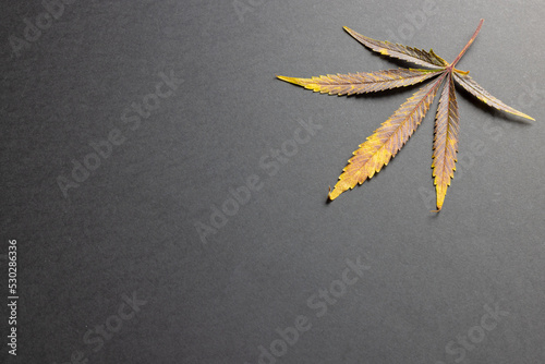 Image of marihuana leaf lying on grey surface