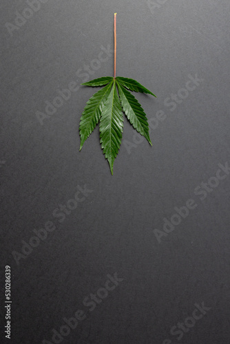 Vertical image of marihuana leaf on grey surface
