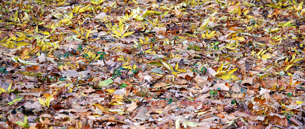 Autumn leaves background