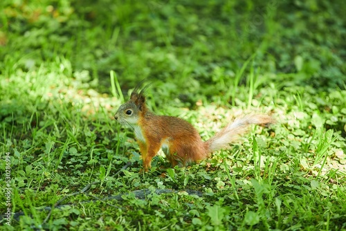 A red squirrel is sitting on the green grass © Fotoproff