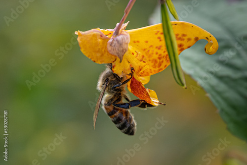 Jewel Weed  and Honey Bee photo