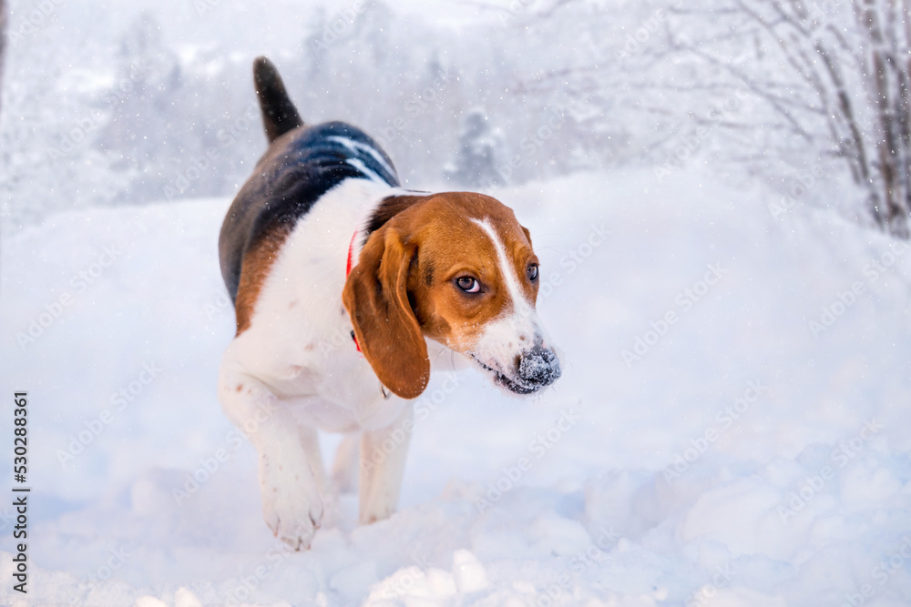 Portrait of american beagle dog walking in snow on camera in winter in park Portrait of american beagle dog walking in snow on camera in winter in park