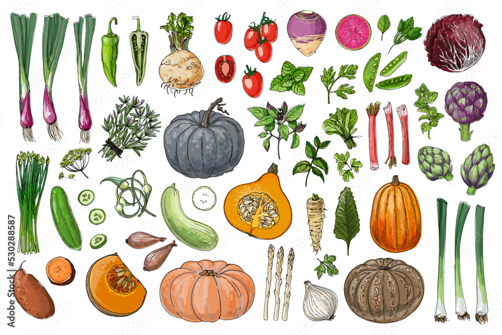 Turnip vegetable tuber vector sketch  Stock Illustration 43094000  PIXTA