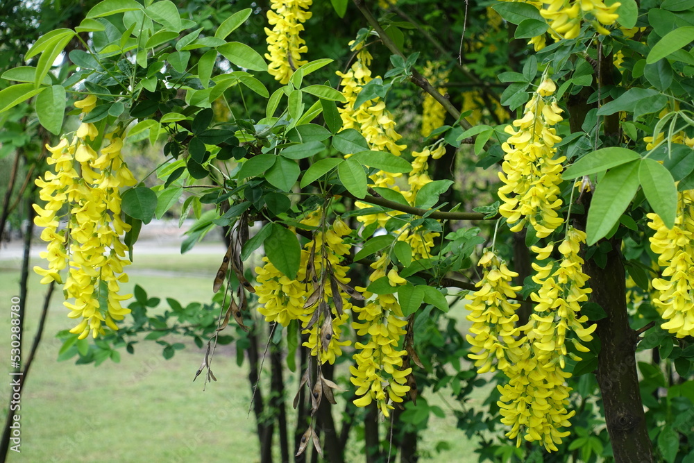 Dozens of yellow flowers of Laburnum anagyroides in May