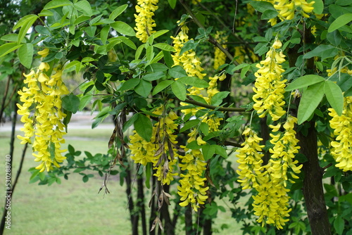 Dozens of yellow flowers of Laburnum anagyroides in May