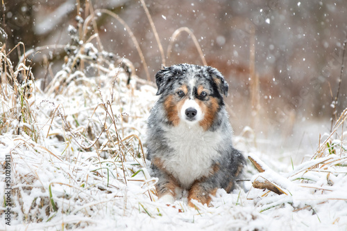 Hund im Schnee photo