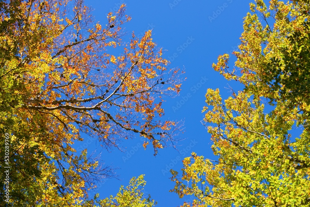 Fototapeta premium Autumn tree in the Pyrenees