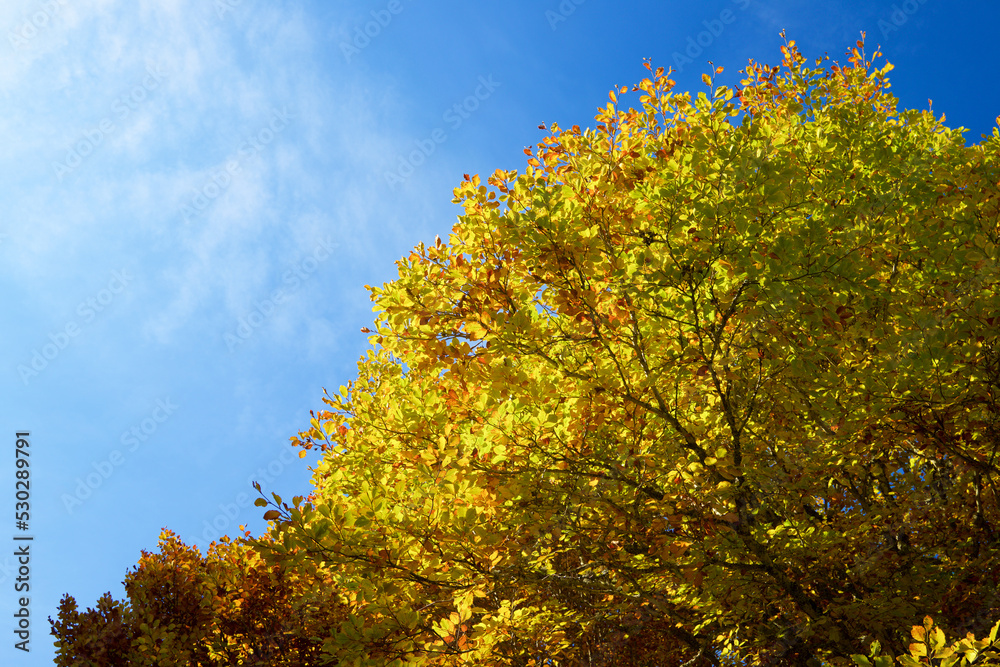 Autumn in the Pyrenees