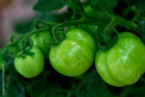 A branch of green tomatoes. The concept of agriculture. Close-up. © Евгения Якименко